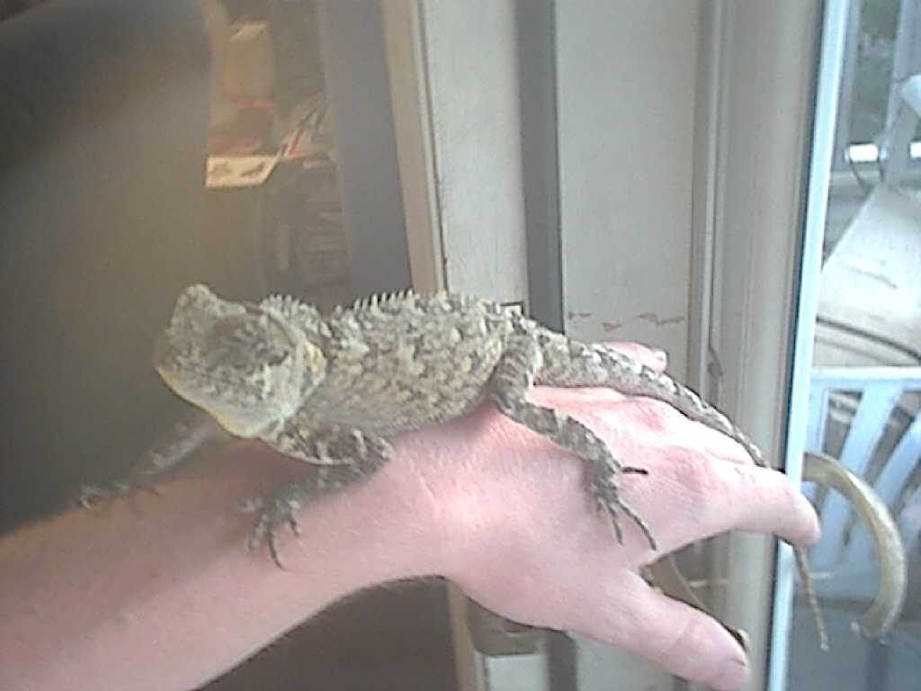 dino4