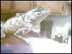 dino7