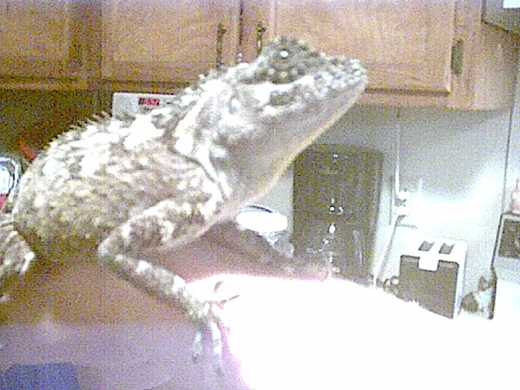 dino7