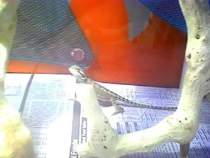 my baby i think is a male