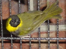 Male Cuban Melodious Finch