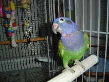 Blue Head Pionus