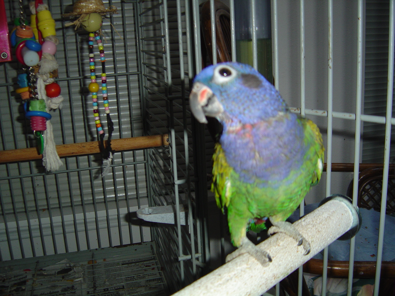 Blue Head Pionus