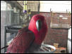 Scarletta