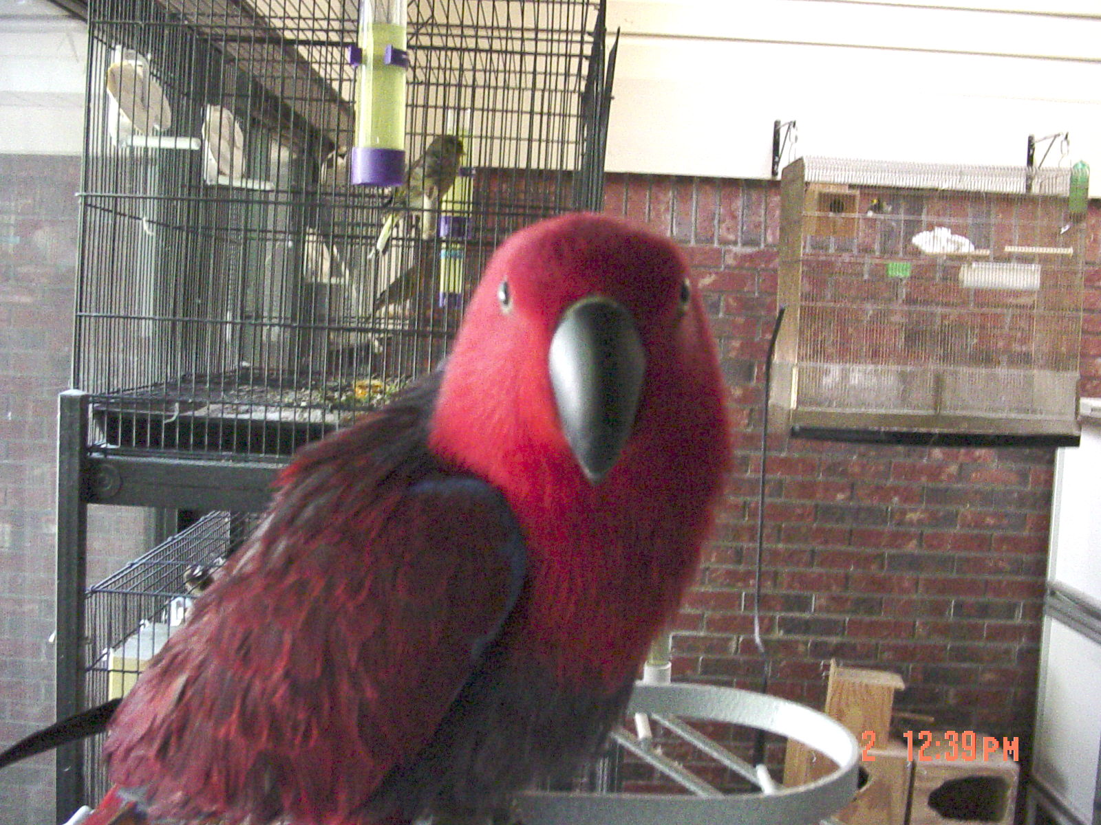Scarletta