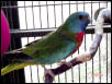 Splendid Parakeet Male