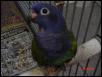 Blue Head Pionus