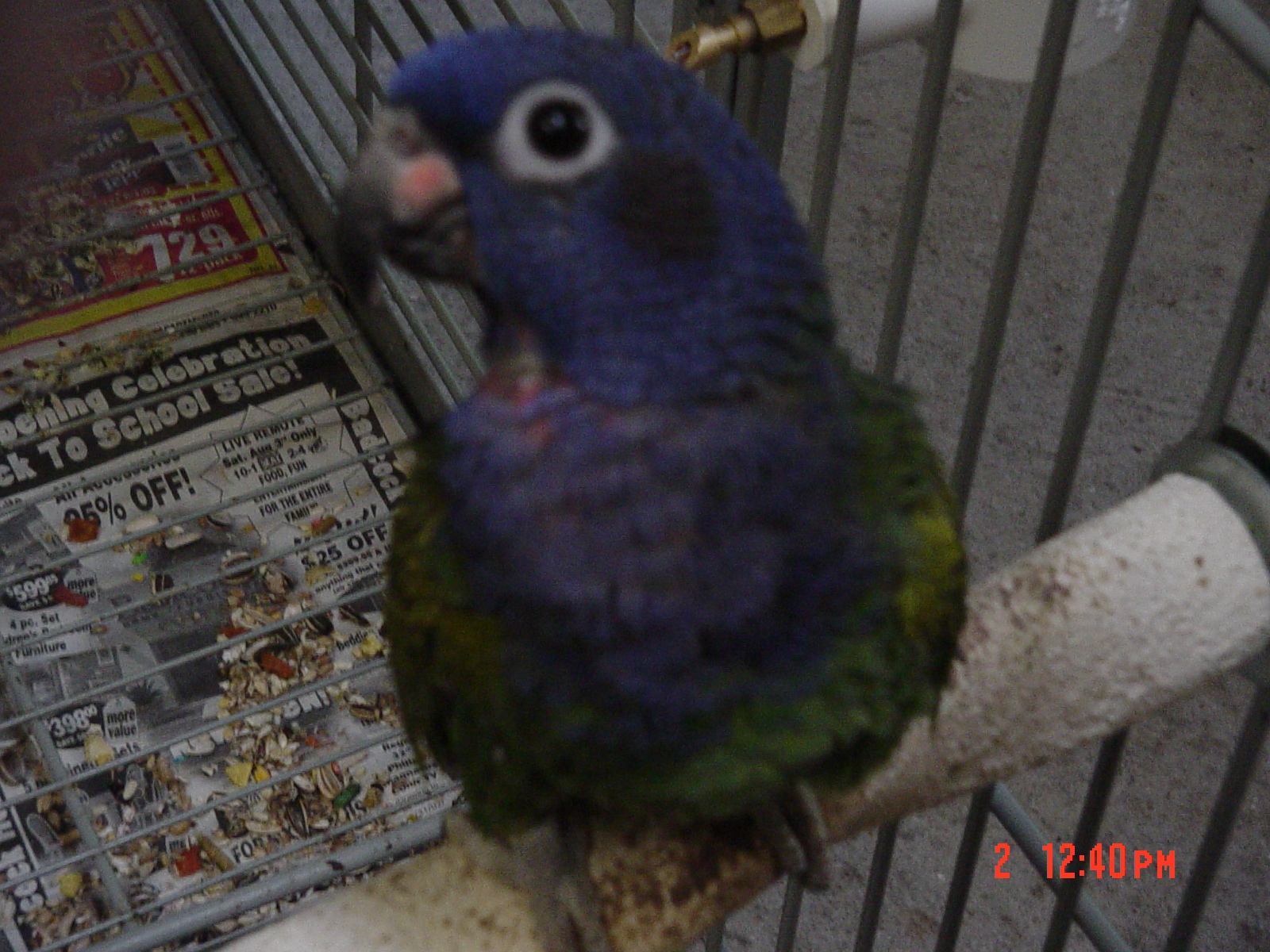 Blue Head Pionus