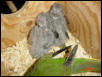 Babies in Nestbox