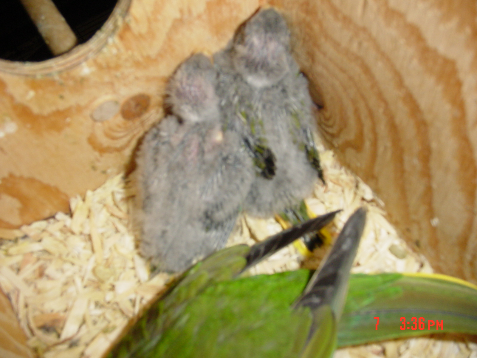 Babies in Nestbox