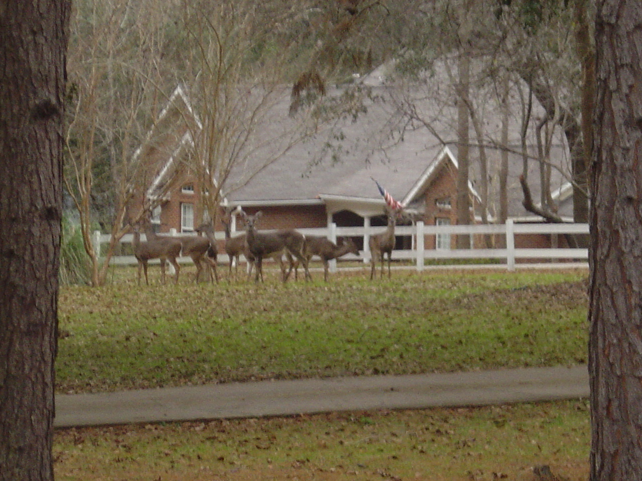 DEER
