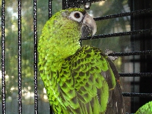 Jardine Parrot