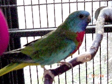 male scarlet chested keet