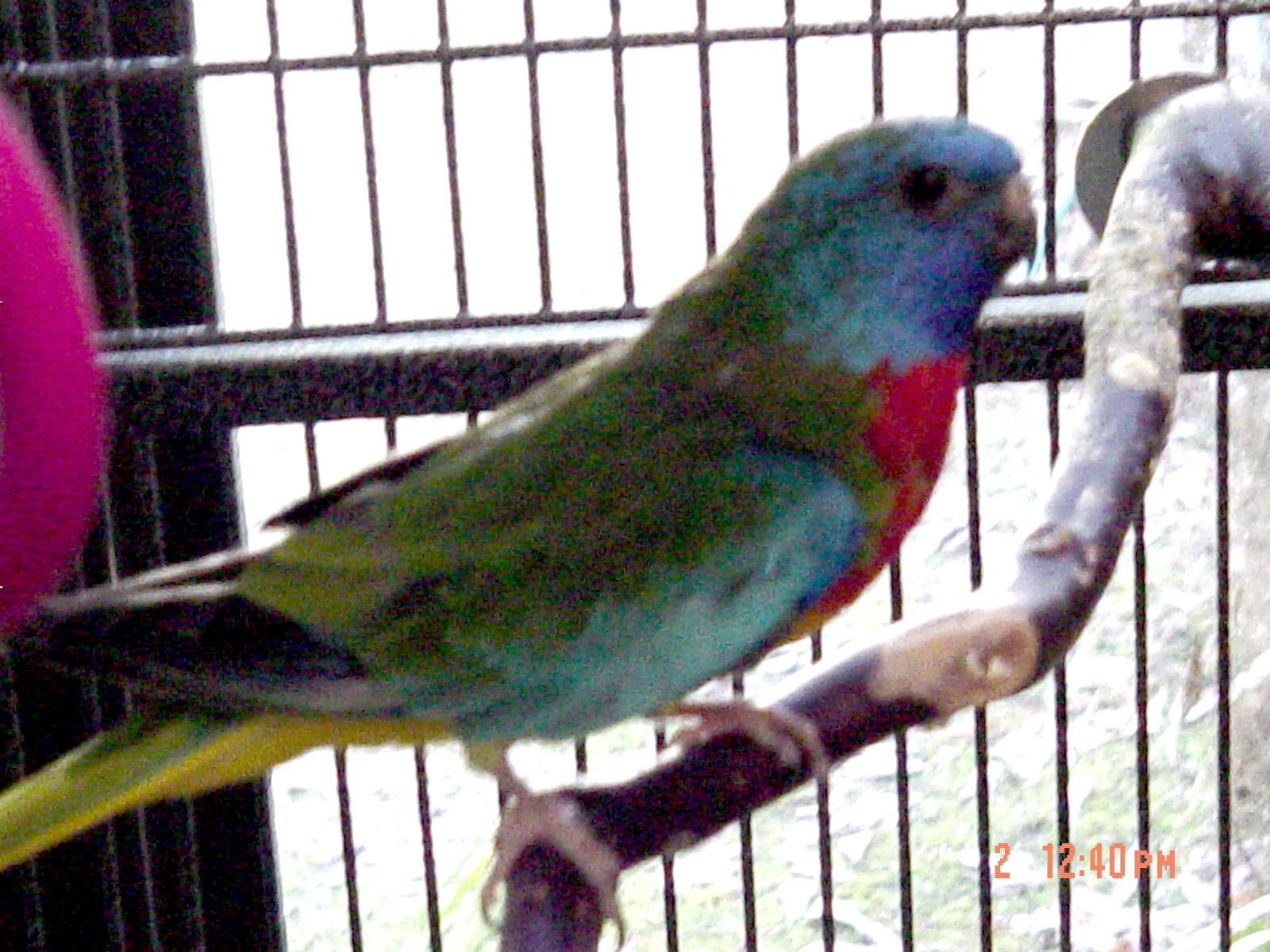 male scarlet chested keet