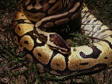 Mpastel_1heapattern