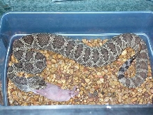 Mojave rattler