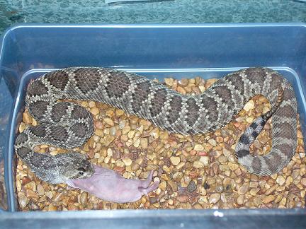 Mojave rattler