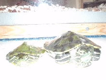 Charles and Juuve