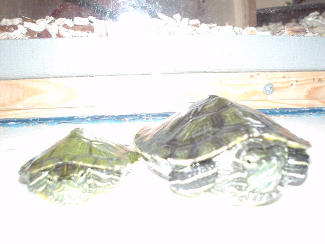 Charles and Juuve
