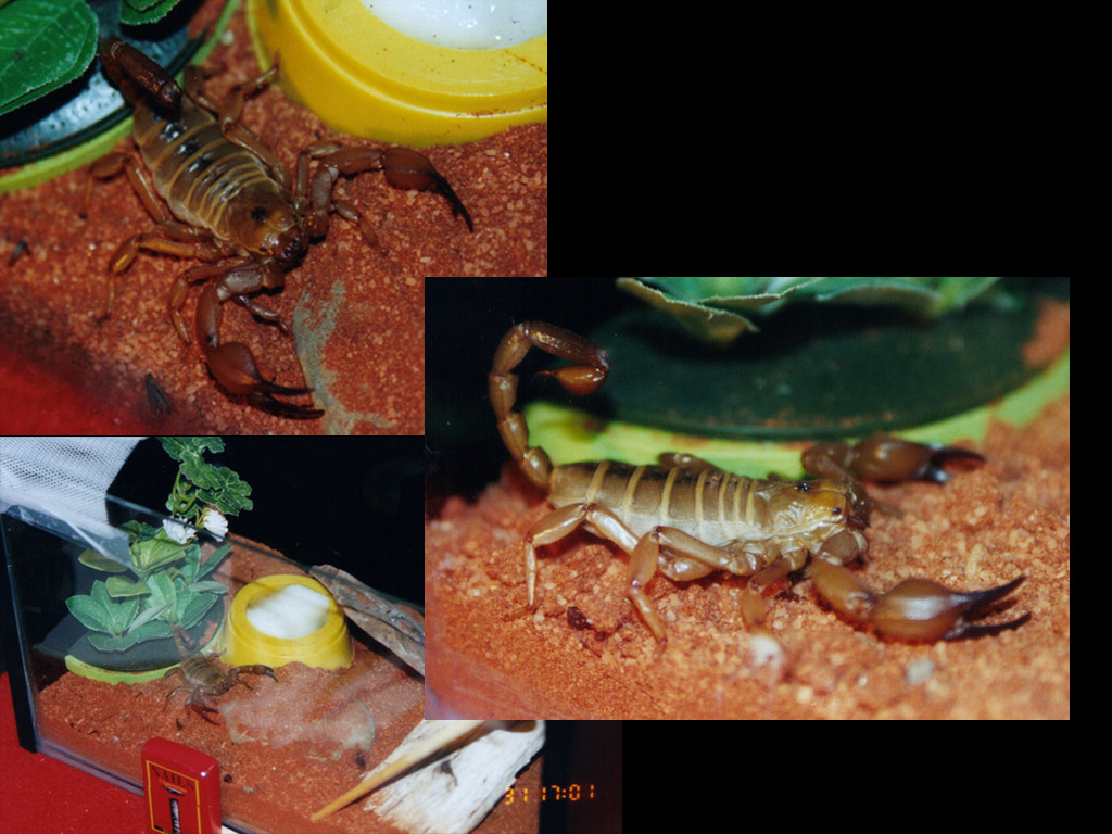 Milton My Scorpion2