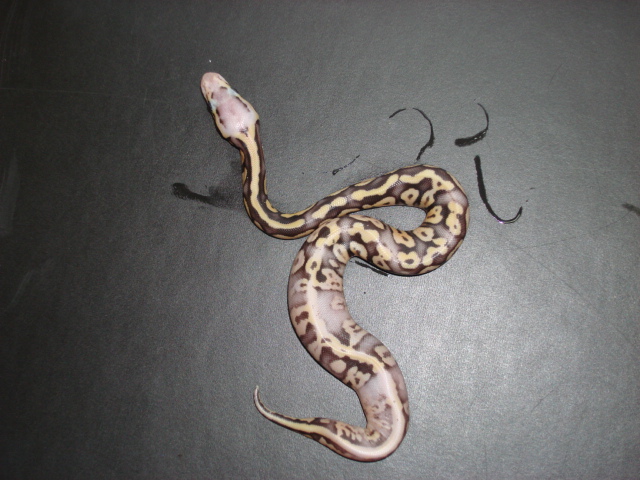 super pastel