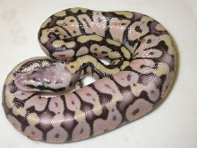 super pastel