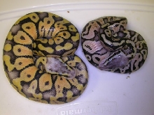 male and female super pastels