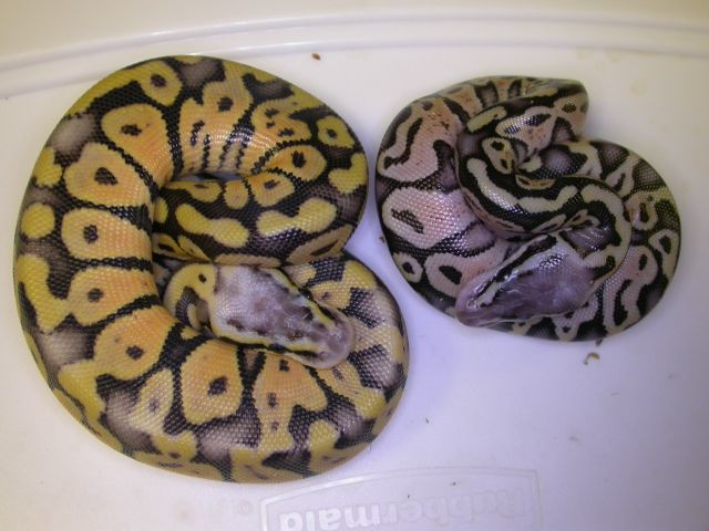 male and female super pastels