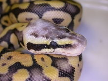 super pastel