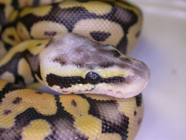 super pastel
