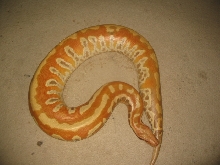 albino blood