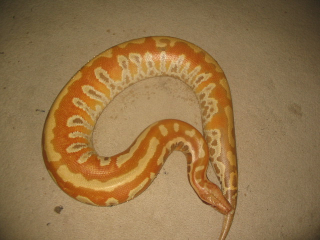 albino blood