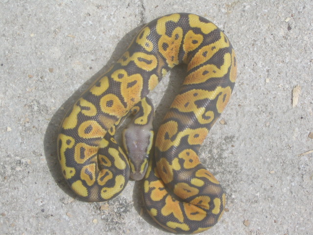ghost pastel
