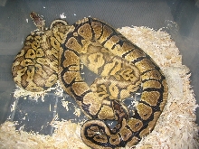 super pastel x spot nose