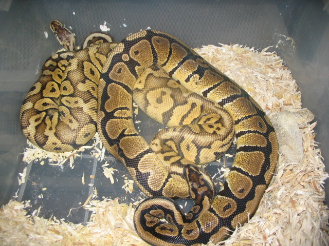 super pastel x spot nose