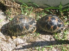 pair radiated