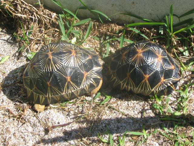 pair radiated