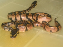 calicos