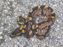CALICO MALE