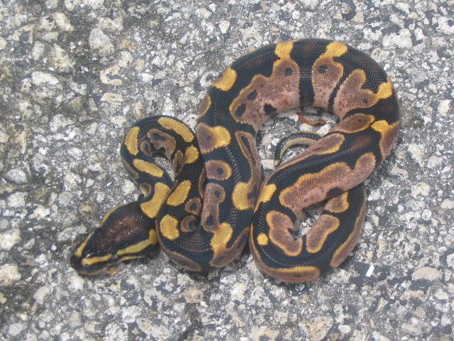 CALICO MALE