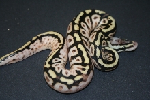 spotnose pastel calico single