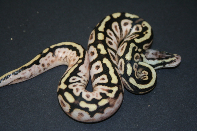 pastel spotnose calico