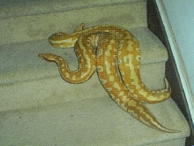 2002 albinos