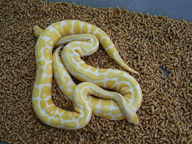 albino spotnose