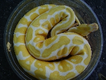 albino spotnose