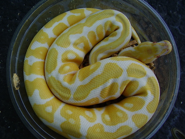 albino spotnose