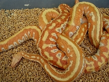 albino bloods 2009