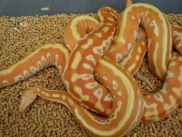 albino bloods 2009