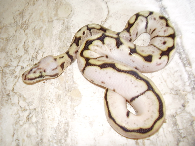 calico bumblebee