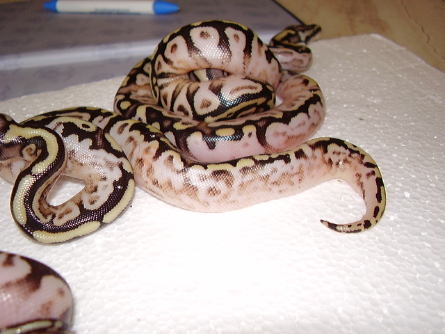 spot nose calico pastel